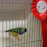 Aalten, Kleur en Fleur, vogelshow, 26 november 2016 036.jpg
